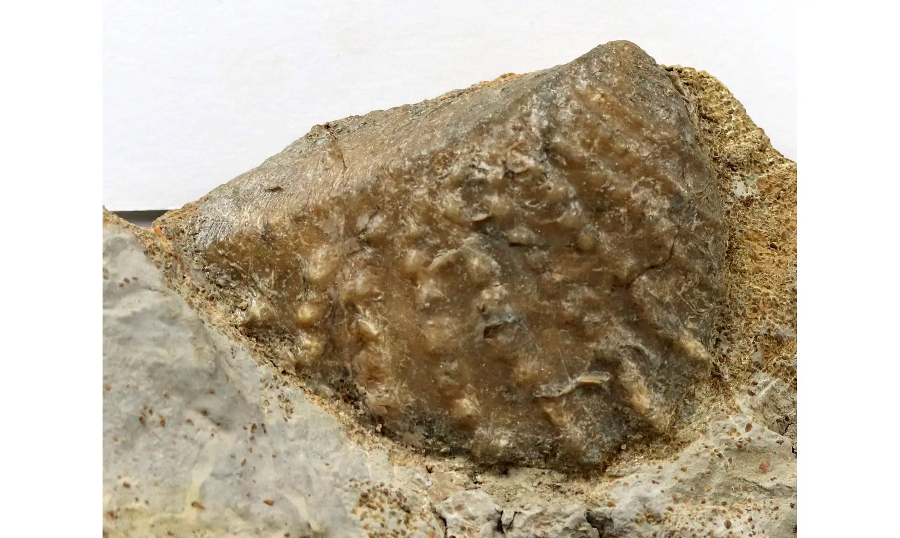 Myophorella clavellata
