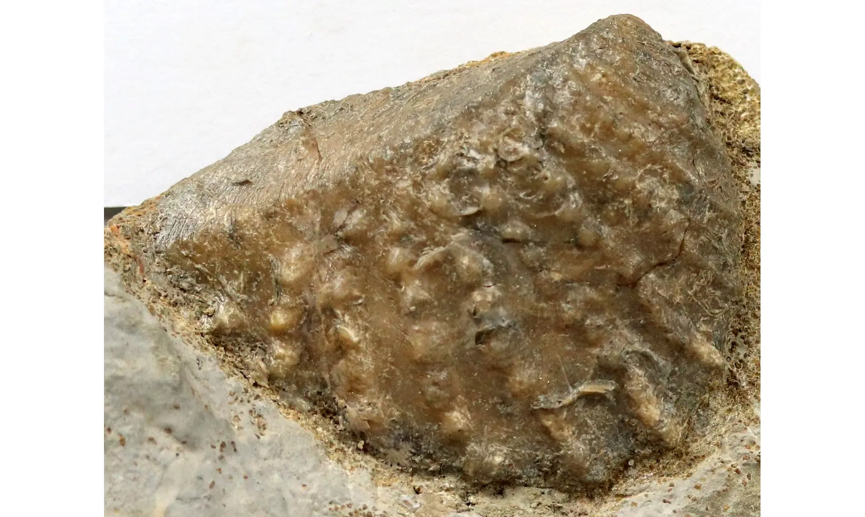 Myophorella clavellata