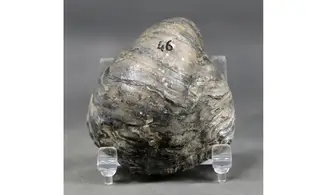 Gryphaea dilatata