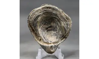 Gryphaea dilatata