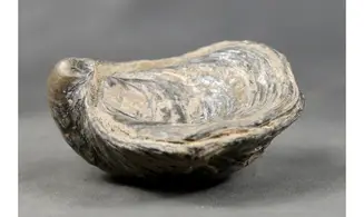 Gryphaea dilatata