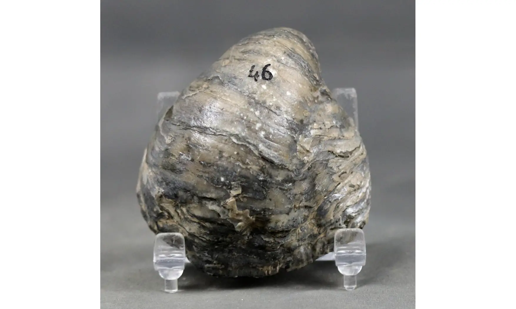 Gryphaea dilatata