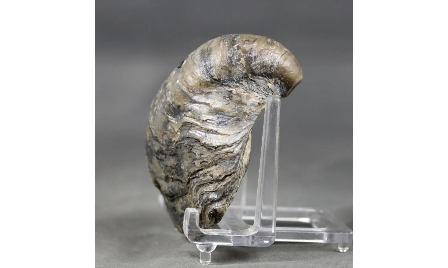 Gryphaea dilatata