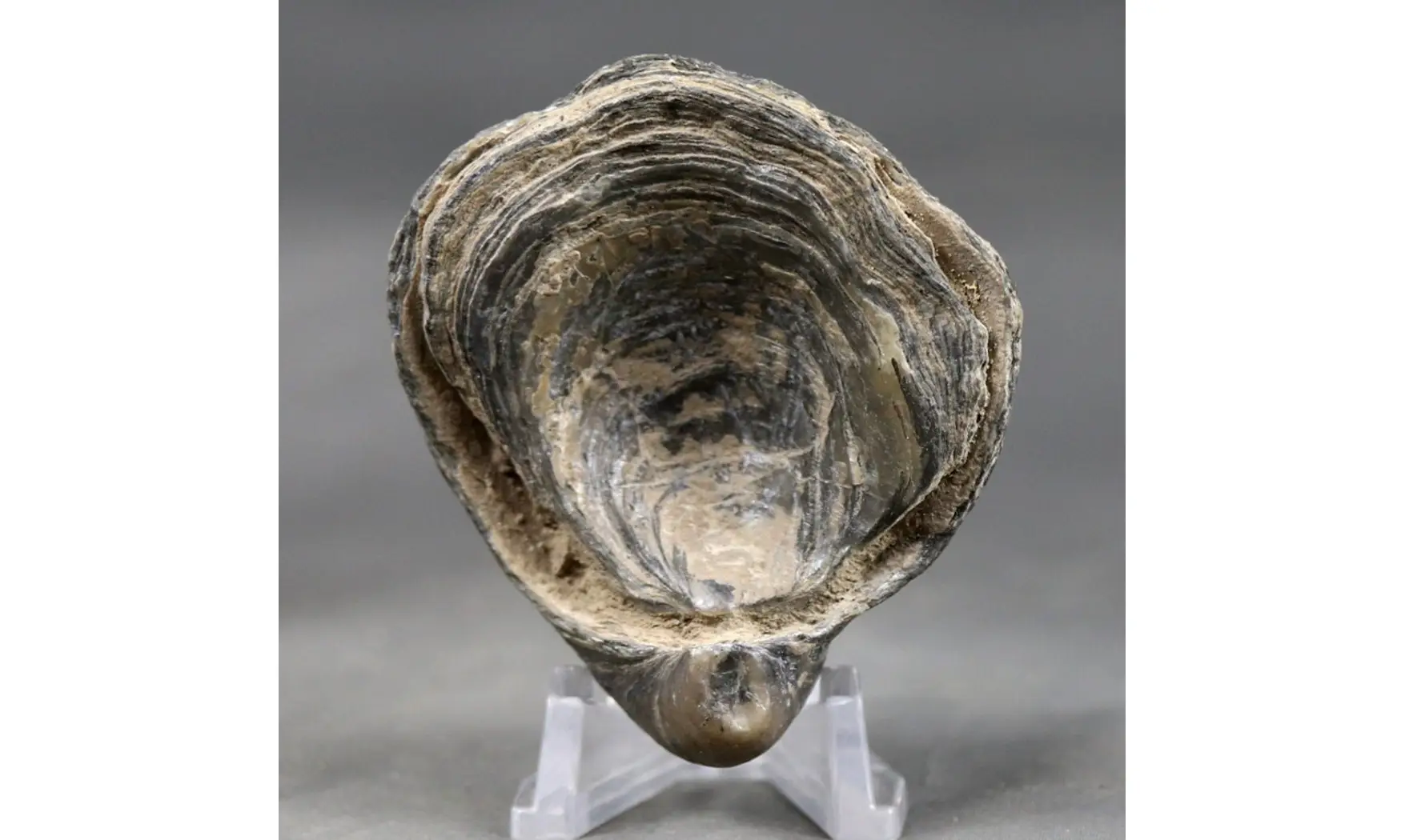Gryphaea dilatata