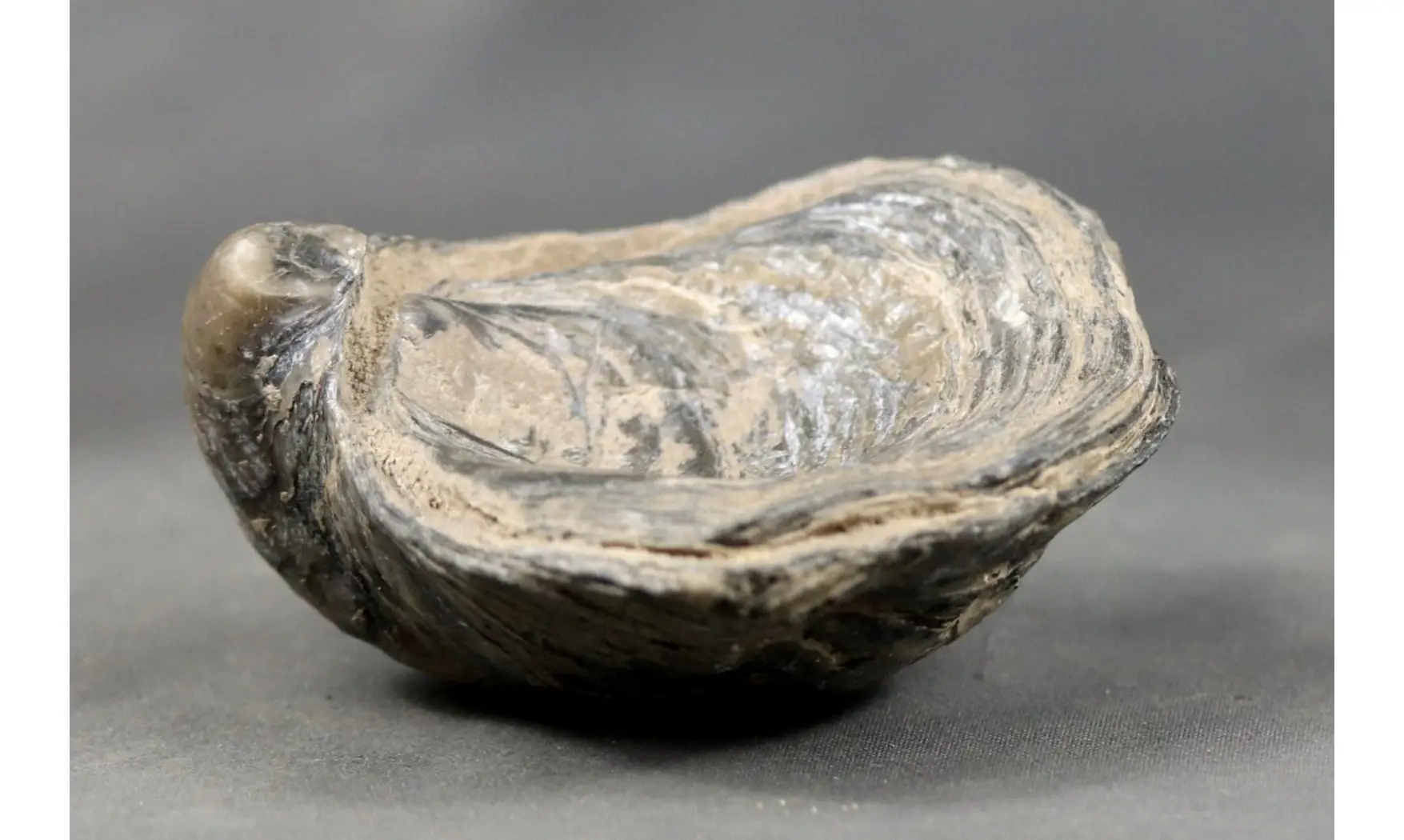 Gryphaea dilatata