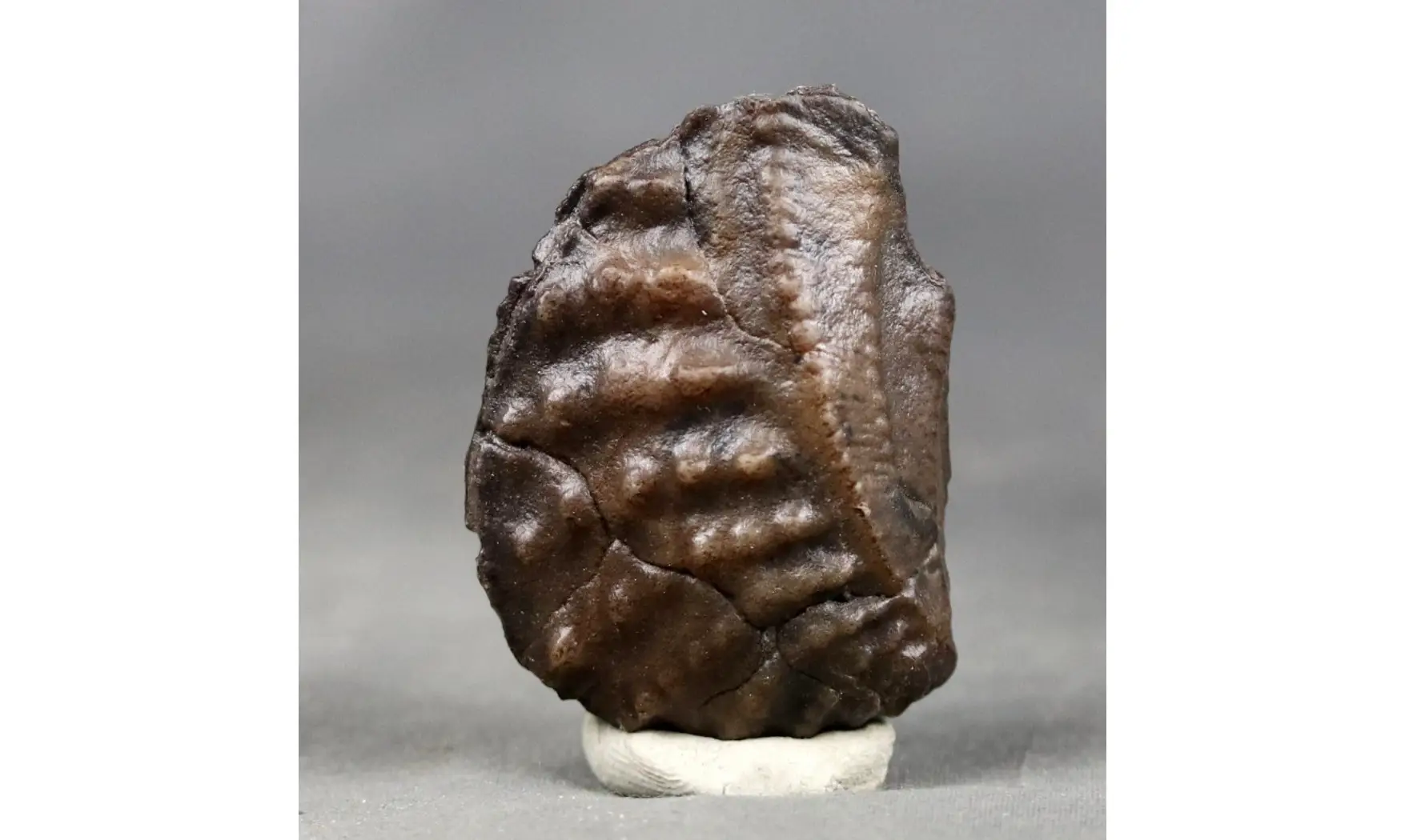 trigonia Myophorella clavellata