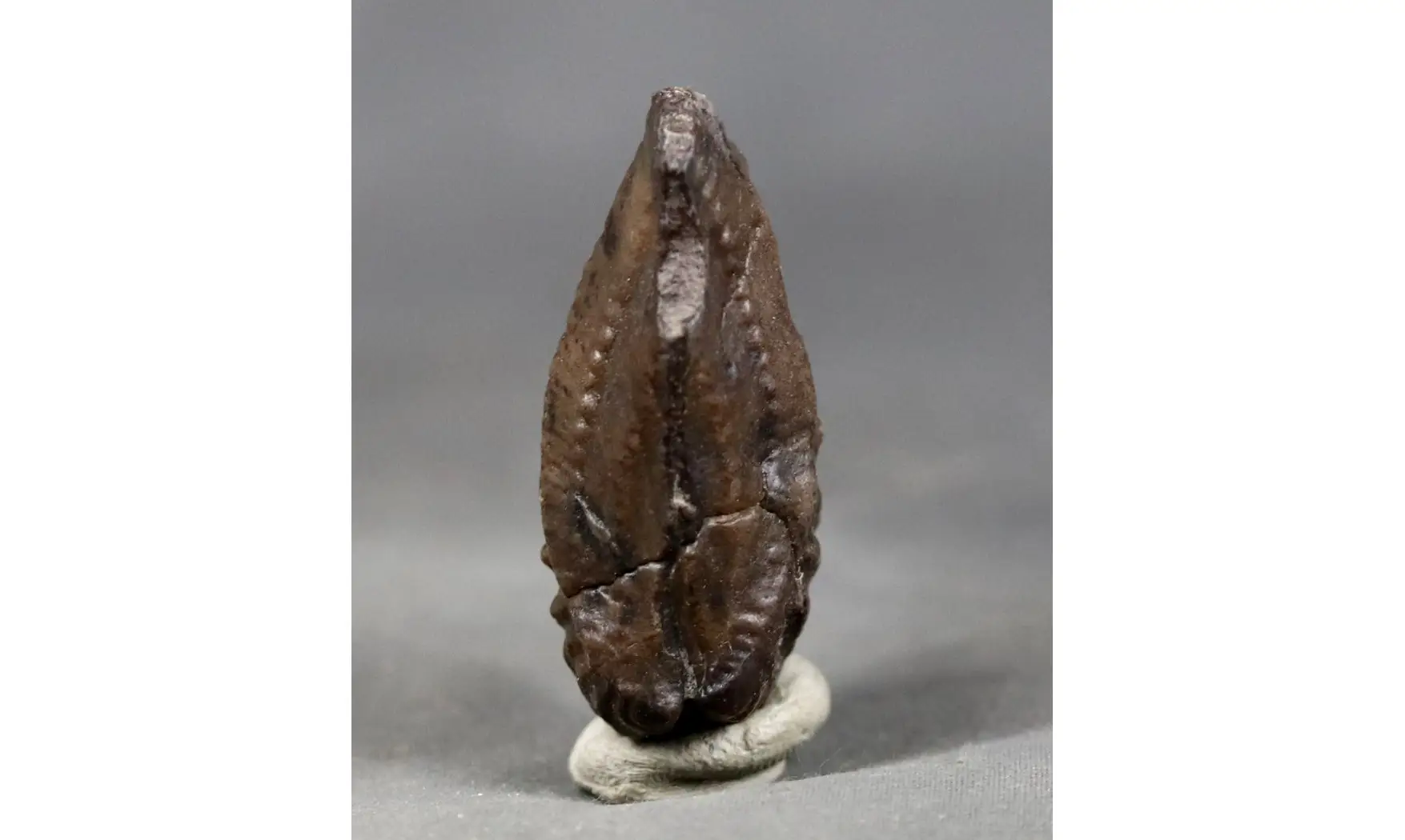 trigonia Myophorella clavellata