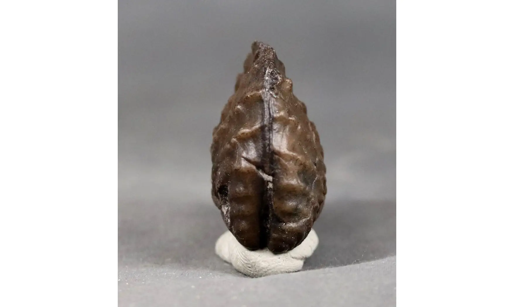 trigonia Myophorella clavellata