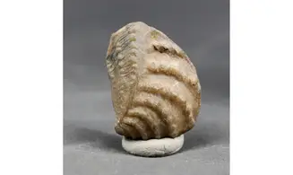 trigonia Myophorella clavellata