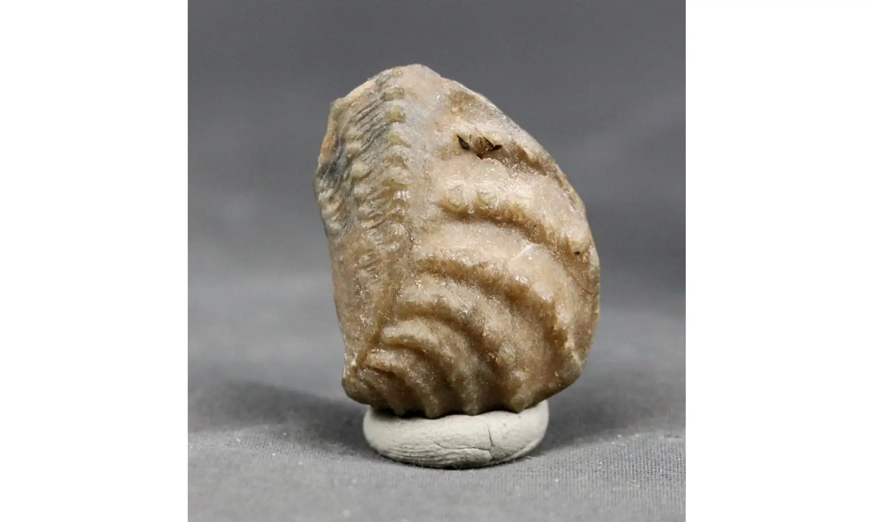 trigonia Myophorella clavellata