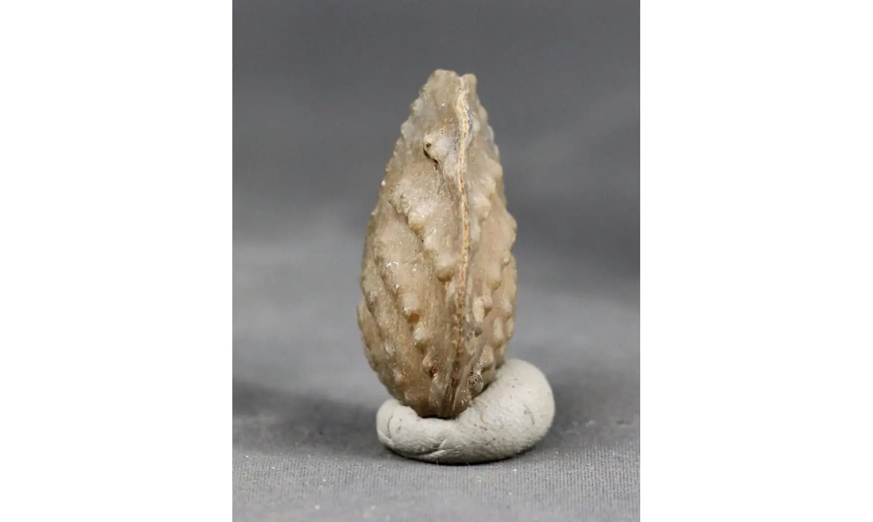 trigonia Myophorella clavellata