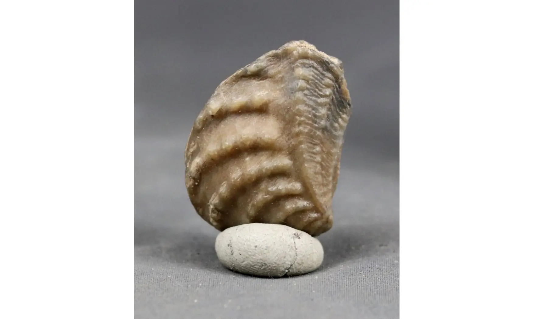 trigonia Myophorella clavellata