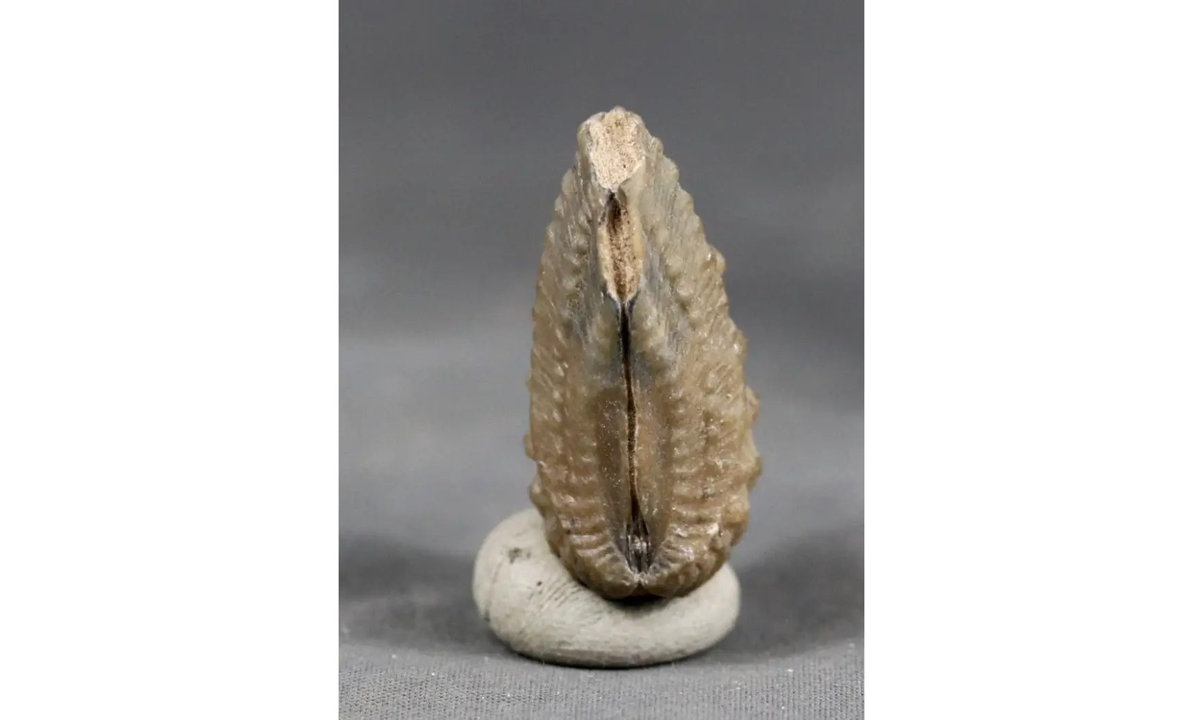 trigonia Myophorella clavellata