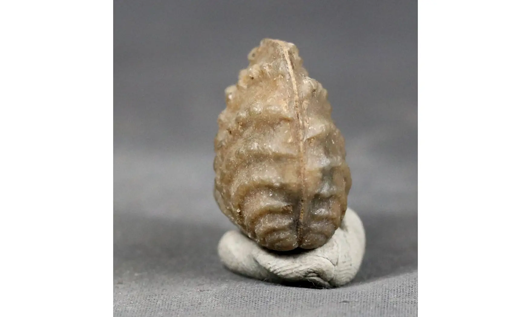trigonia Myophorella clavellata