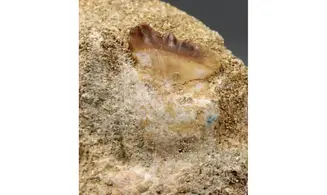 Stephanodus