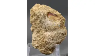 Stephanodus