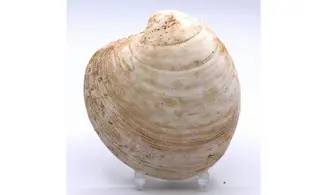 VENUS CASINA
