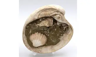 VENUS CASINA