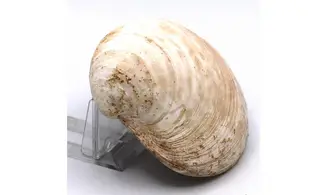VENUS CASINA