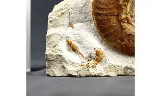 Hecticoceras michalskii