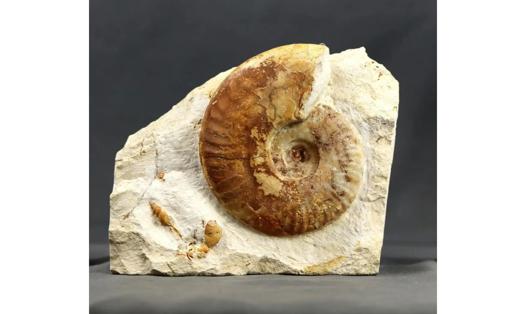Hecticoceras michalskii