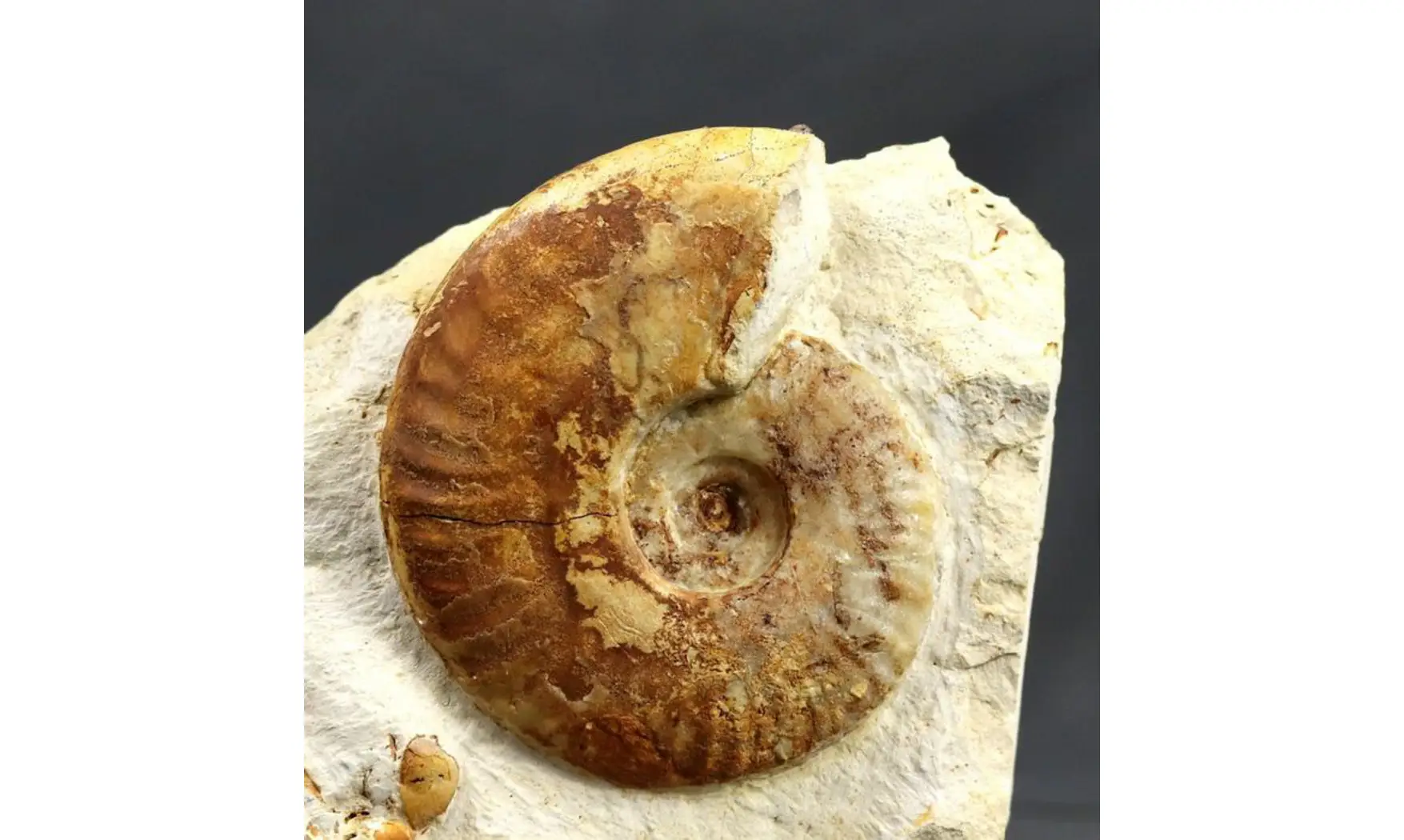 Hecticoceras michalskii