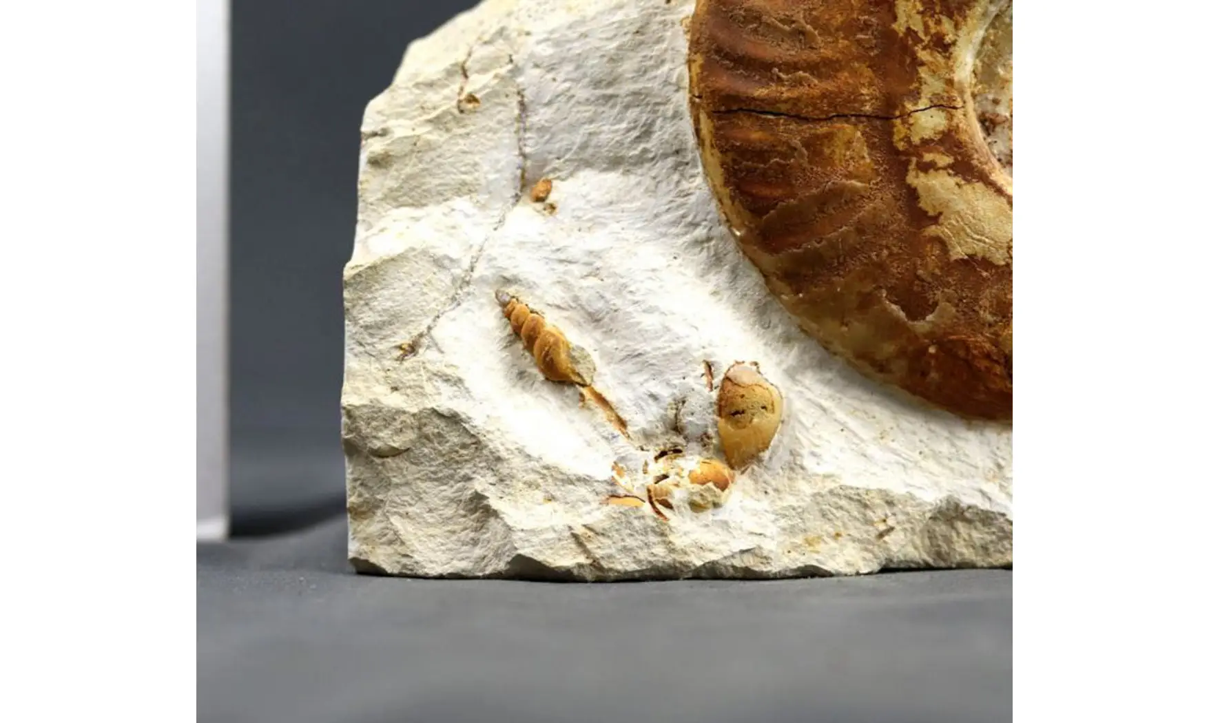 Hecticoceras michalskii