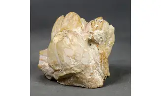 Balanus sp