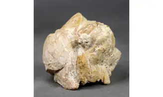 Balanus sp
