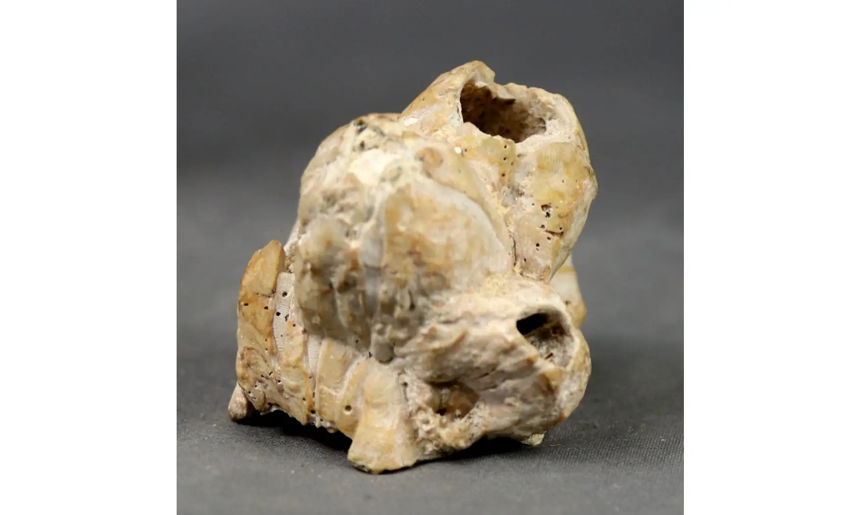 Balanus sp