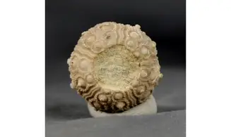 Nenoticidaris mercieri