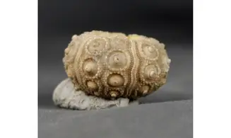 Nenoticidaris mercieri