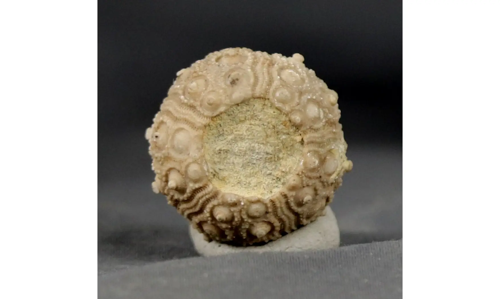 Nenoticidaris mercieri