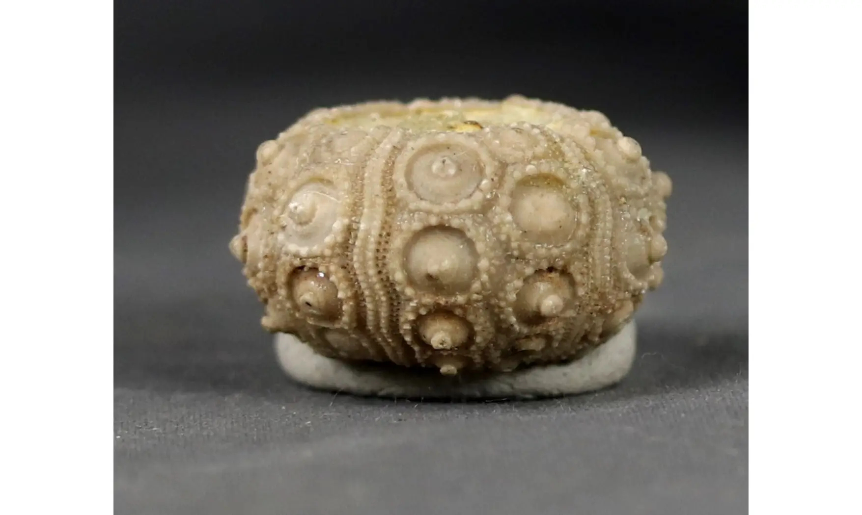 Nenoticidaris mercieri