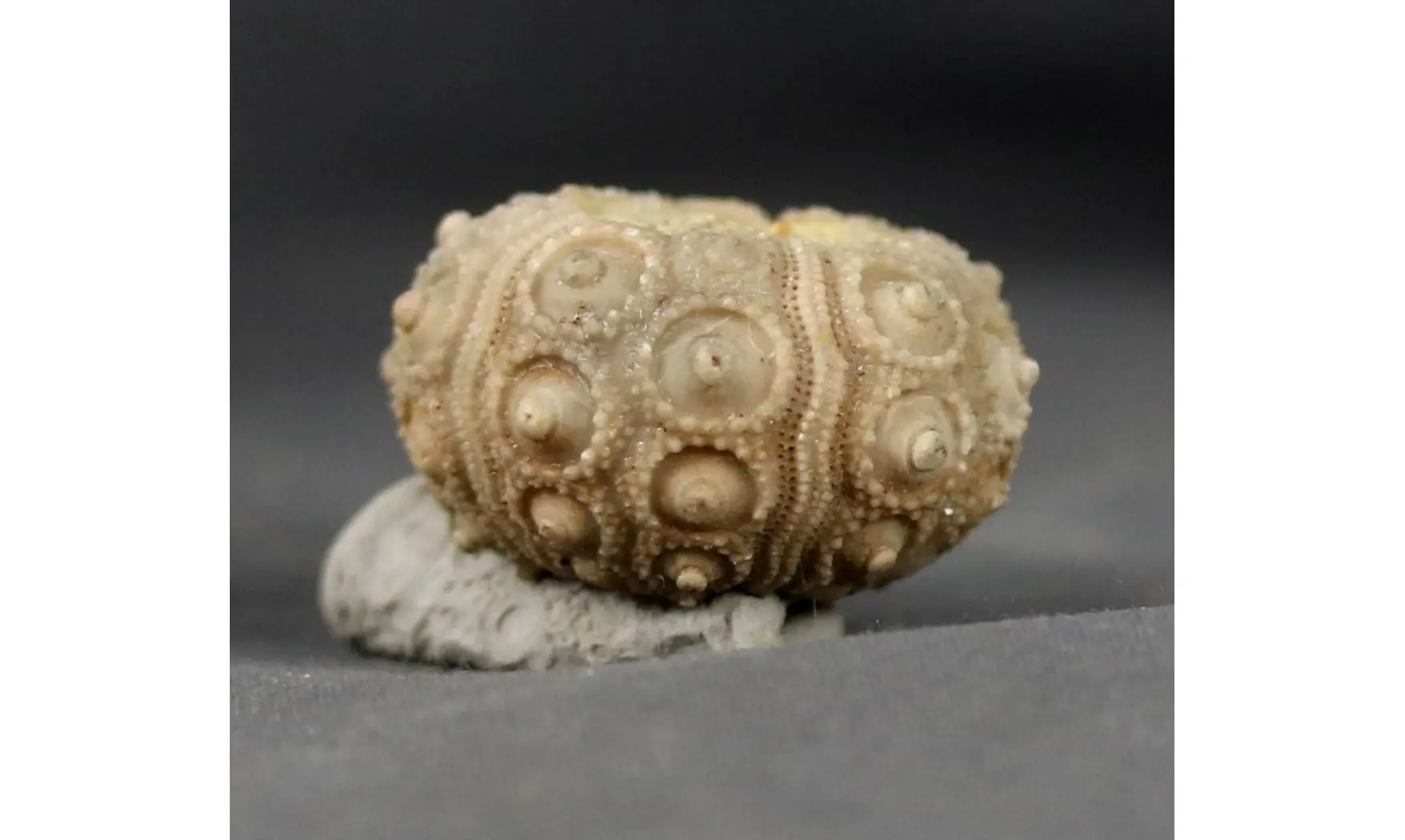 Nenoticidaris mercieri