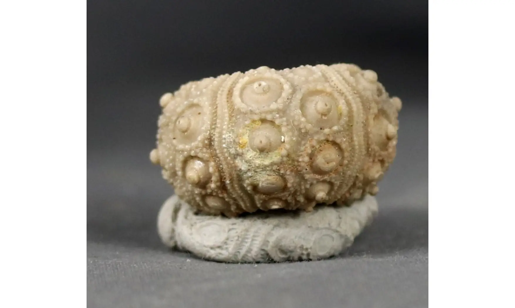 Nenoticidaris mercieri