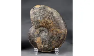 Protogrammoceras