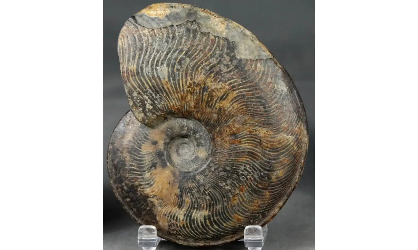 Protogrammoceras