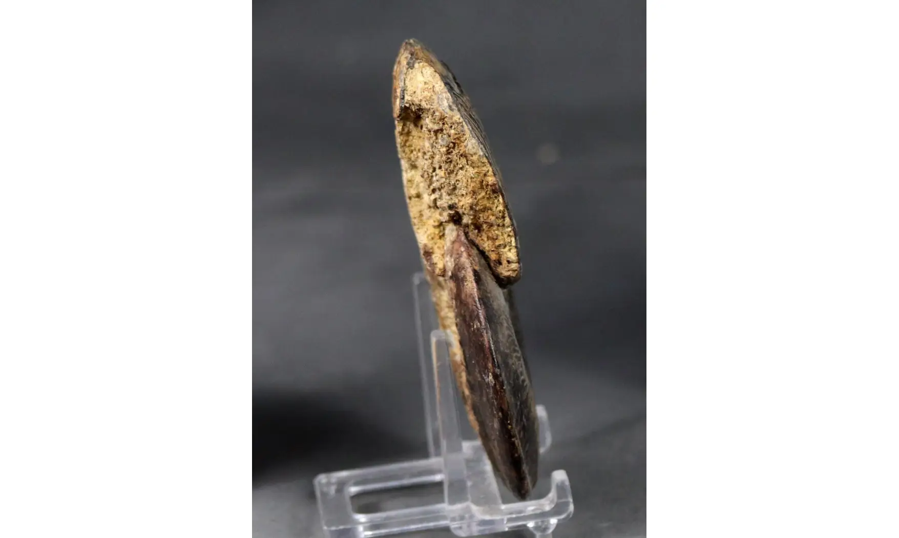 Protogrammoceras
