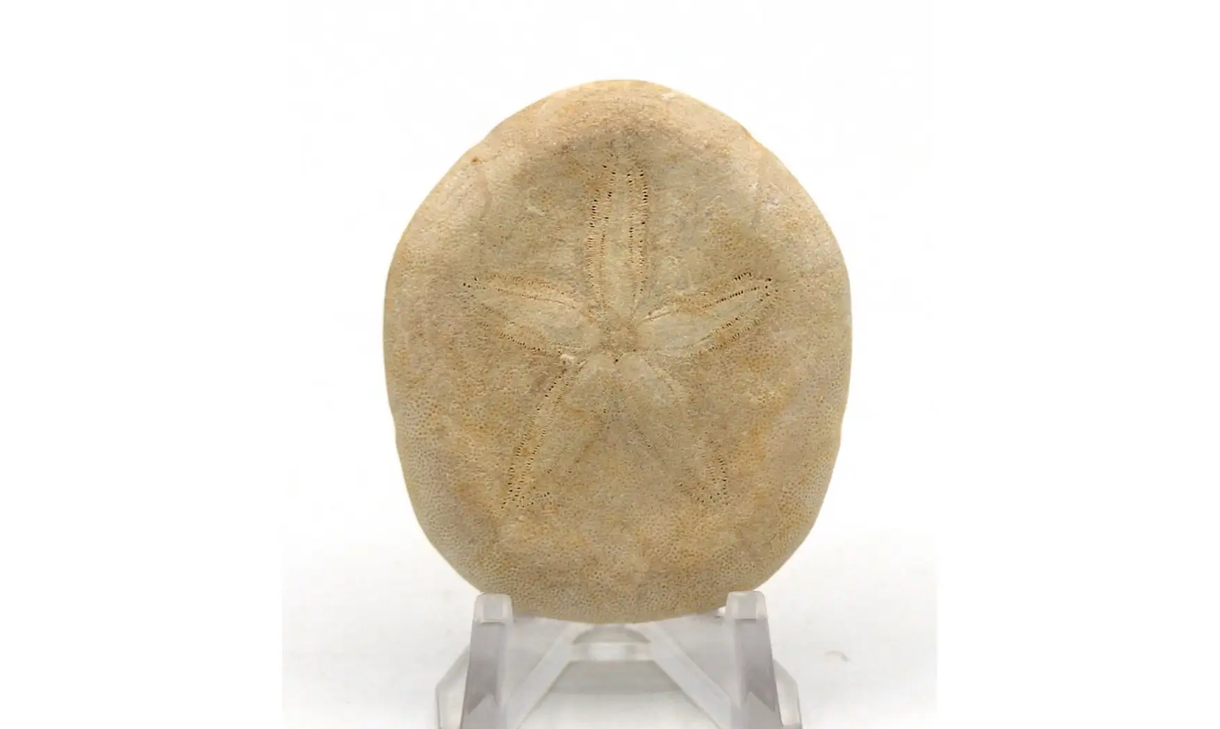 Laganum depressum