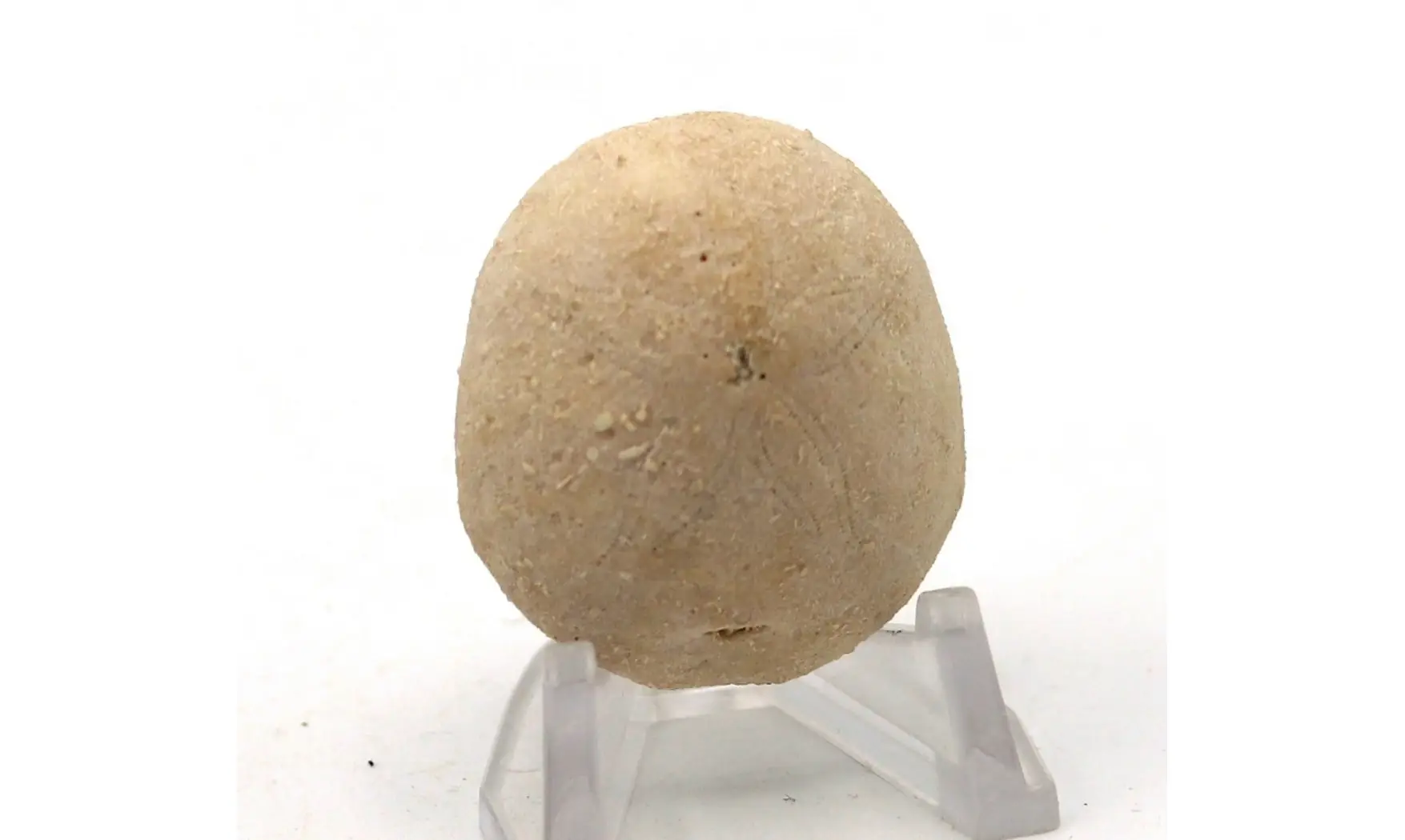 RHYNCHOLAMPAS GOULDII