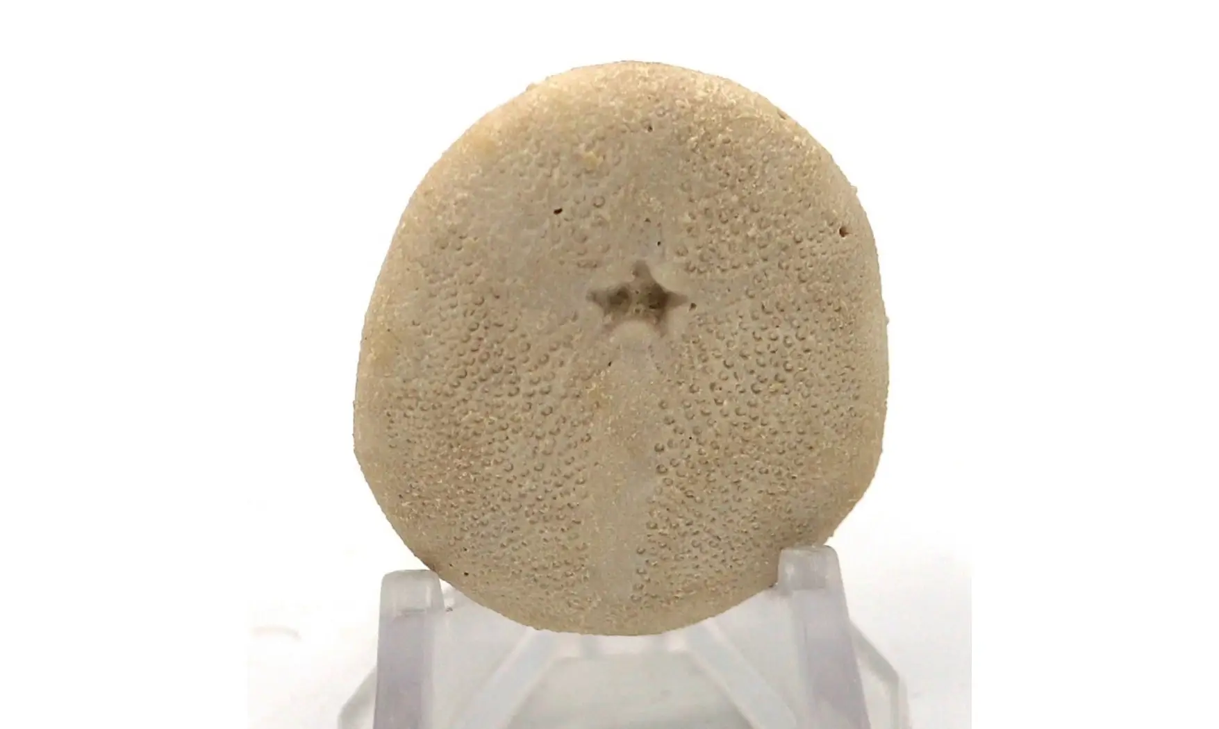 RHYNCHOLAMPAS GOULDII