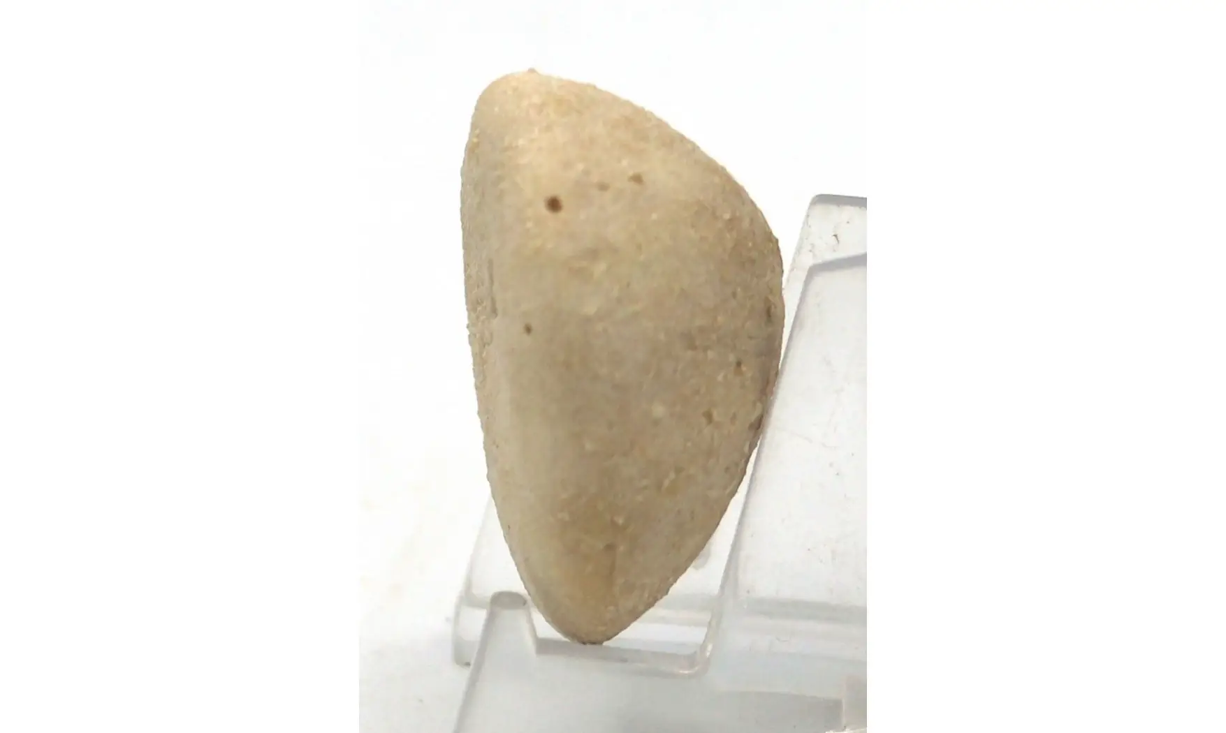 RHYNCHOLAMPAS GOULDII