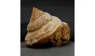 BATHROTOMARIA ANNEJOFFEAE