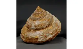 BATHROTOMARIA ANNEJOFFEAE