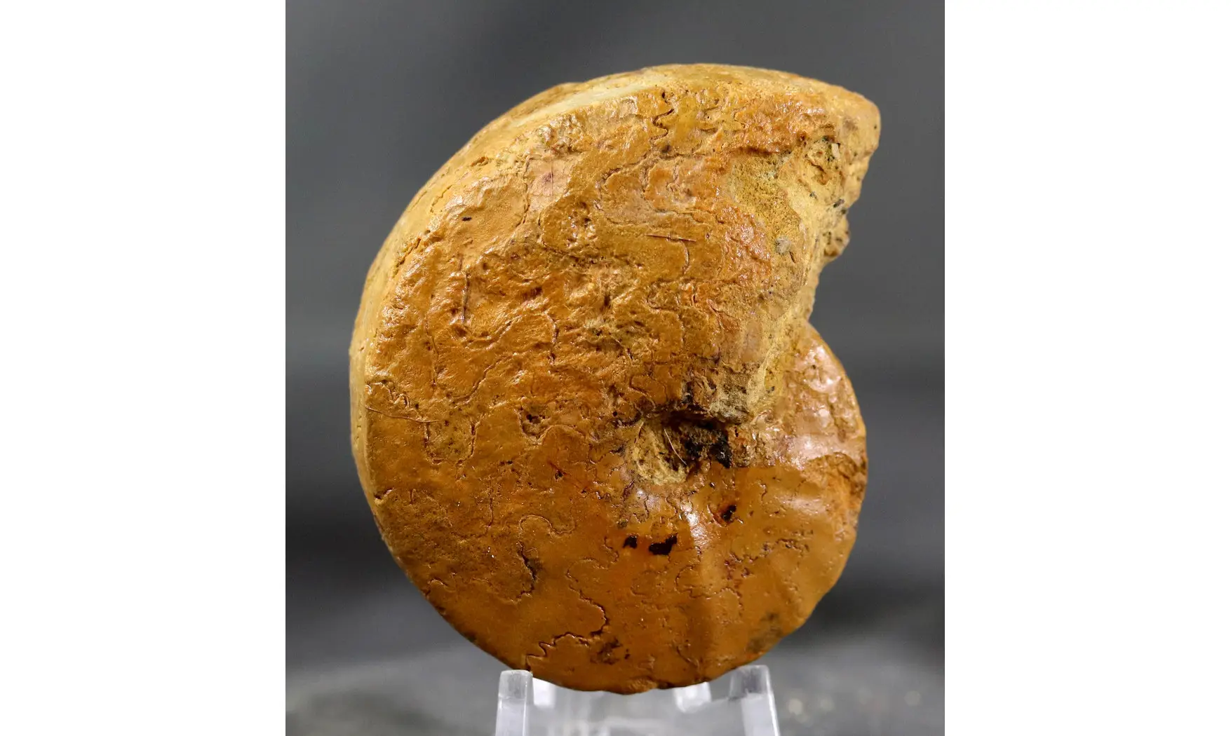 Pseudotissotia nigeriensis bicarinata