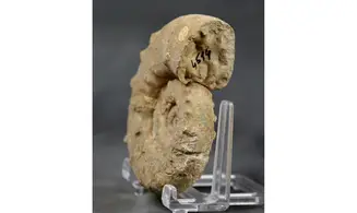 Euaspidoceras perarmatum