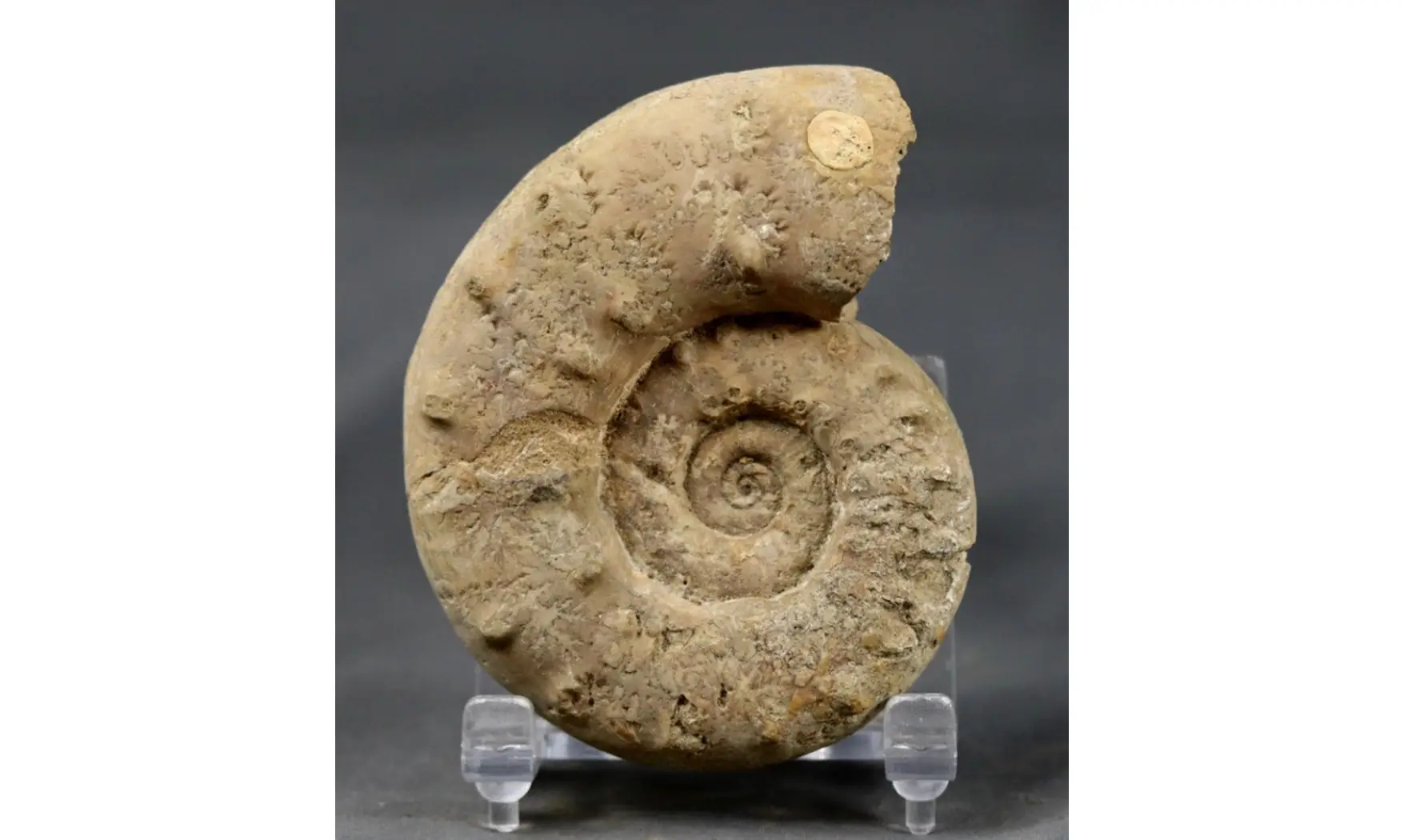 Euaspidoceras perarmatum