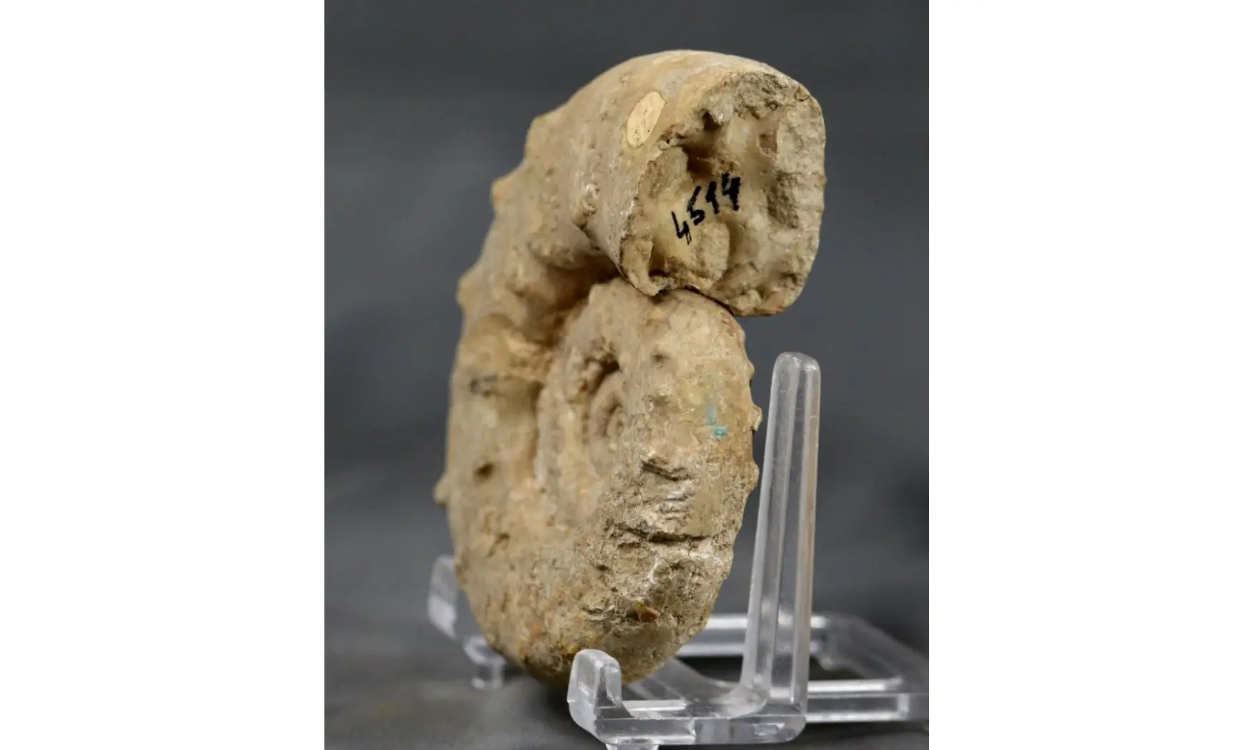Euaspidoceras perarmatum