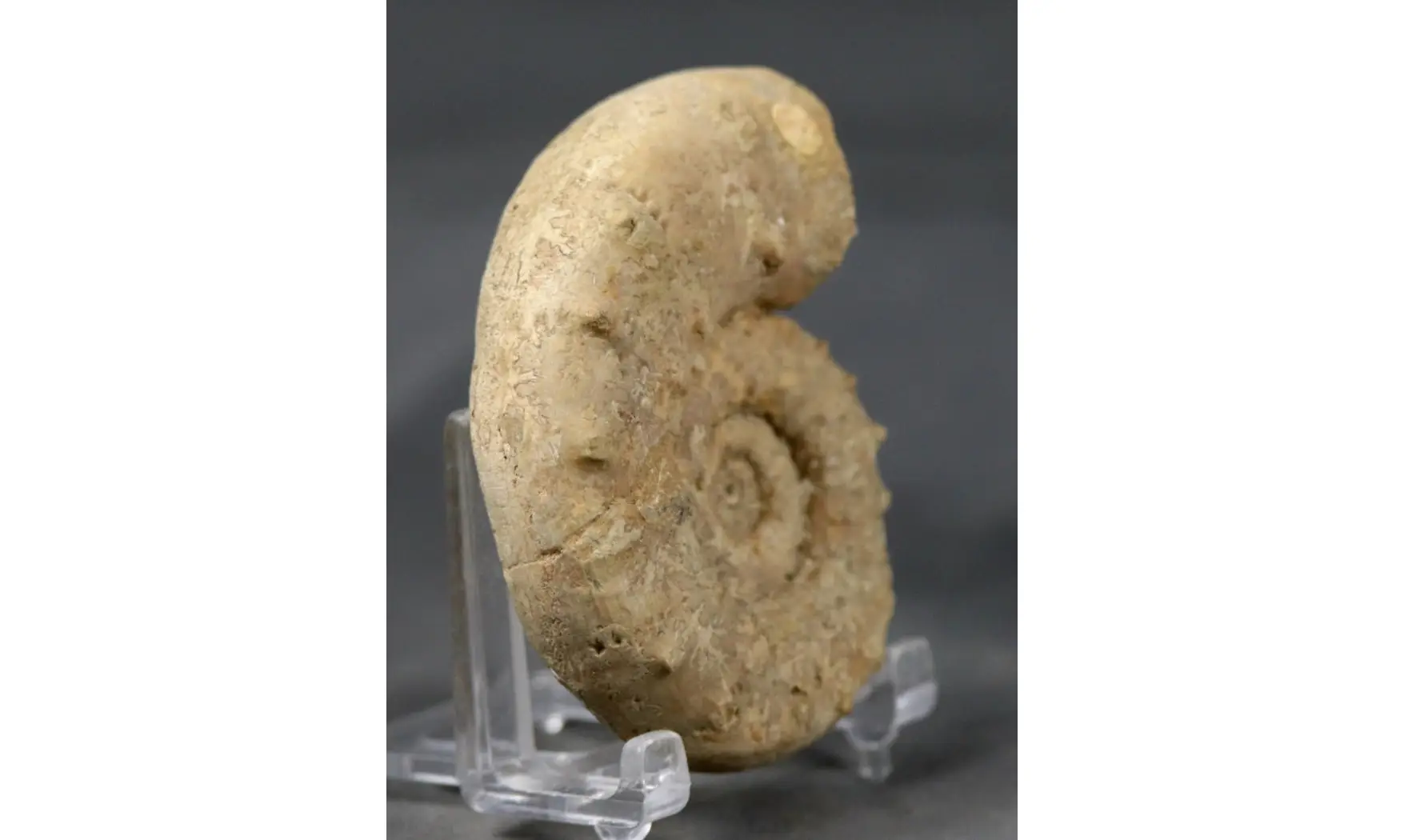 Euaspidoceras perarmatum